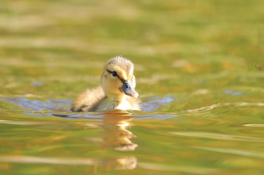 Mallard duckling swimming towards me