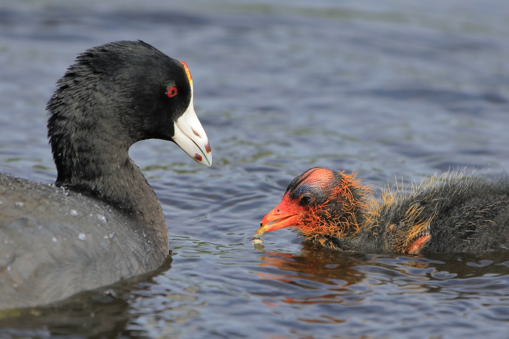 Baby coot