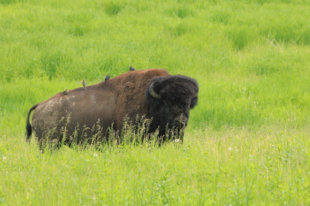 Bison behind a hill