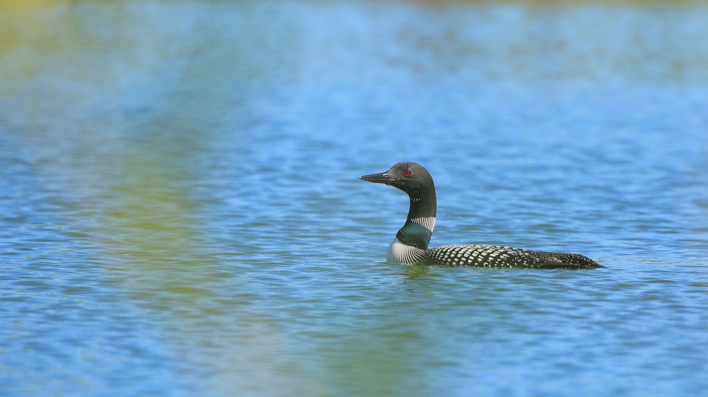 Common Loon