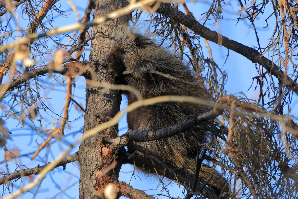 Sleeping Porcupine