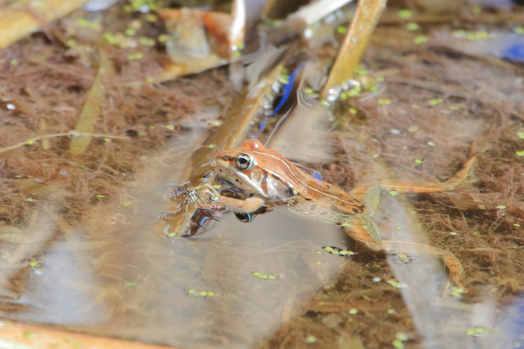 Wood Frog