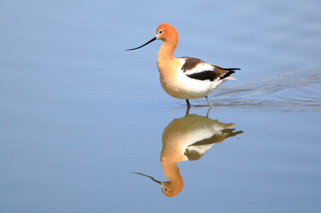 American Avocet wading in river with reflection