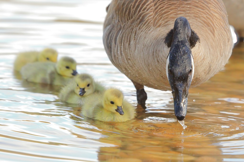 Goslings