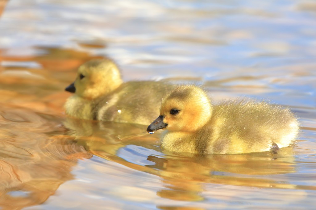 Goslings