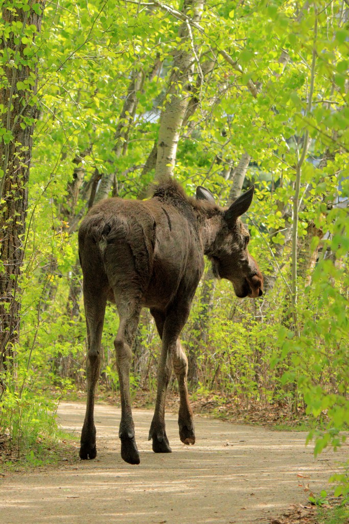Moose on a city trail