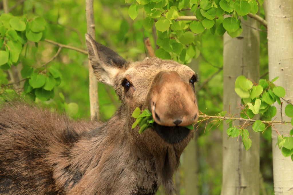 Young moose in a funny pose