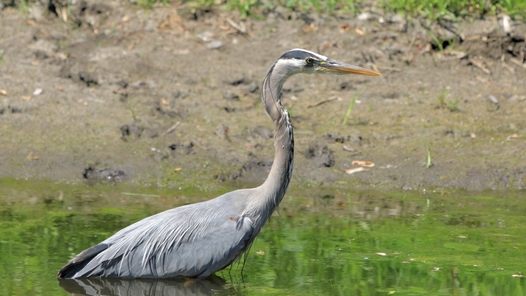 Great Blue Heron hunting in a river
