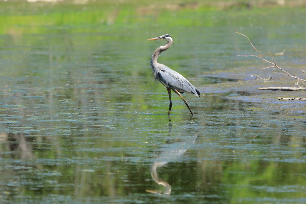 Great Blue Heron hunting in a river