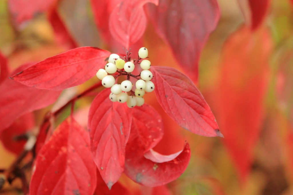 Red Osier Dogwood (Cornus stolonifera)