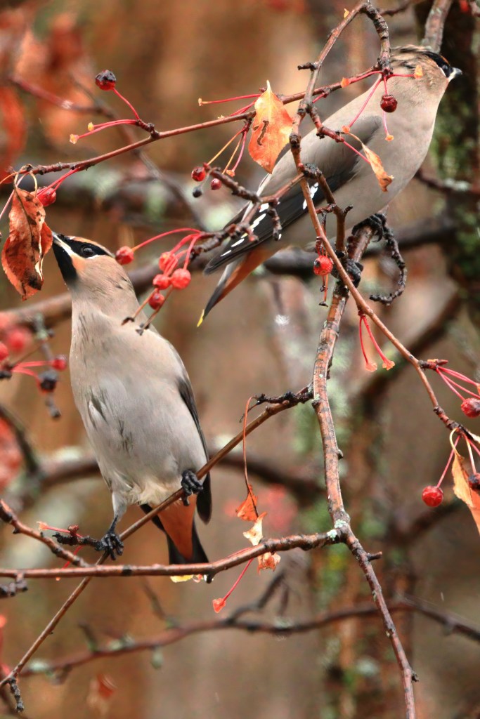Bohemian waxwings