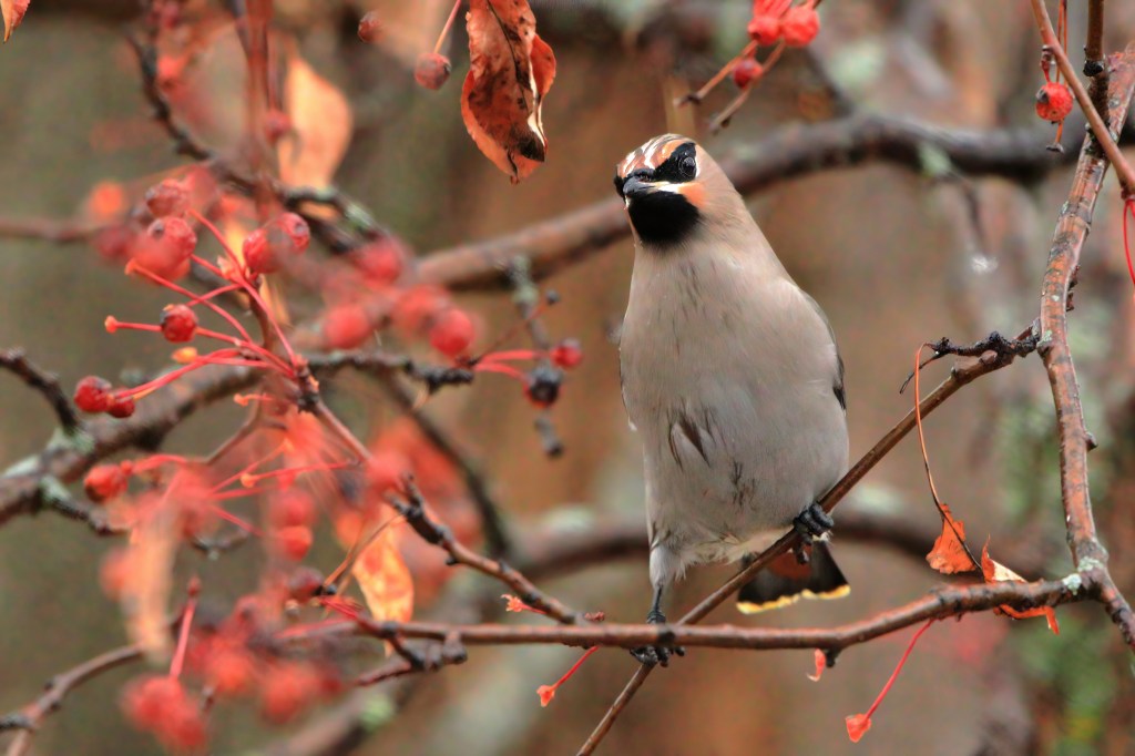 Bohemian waxwing
