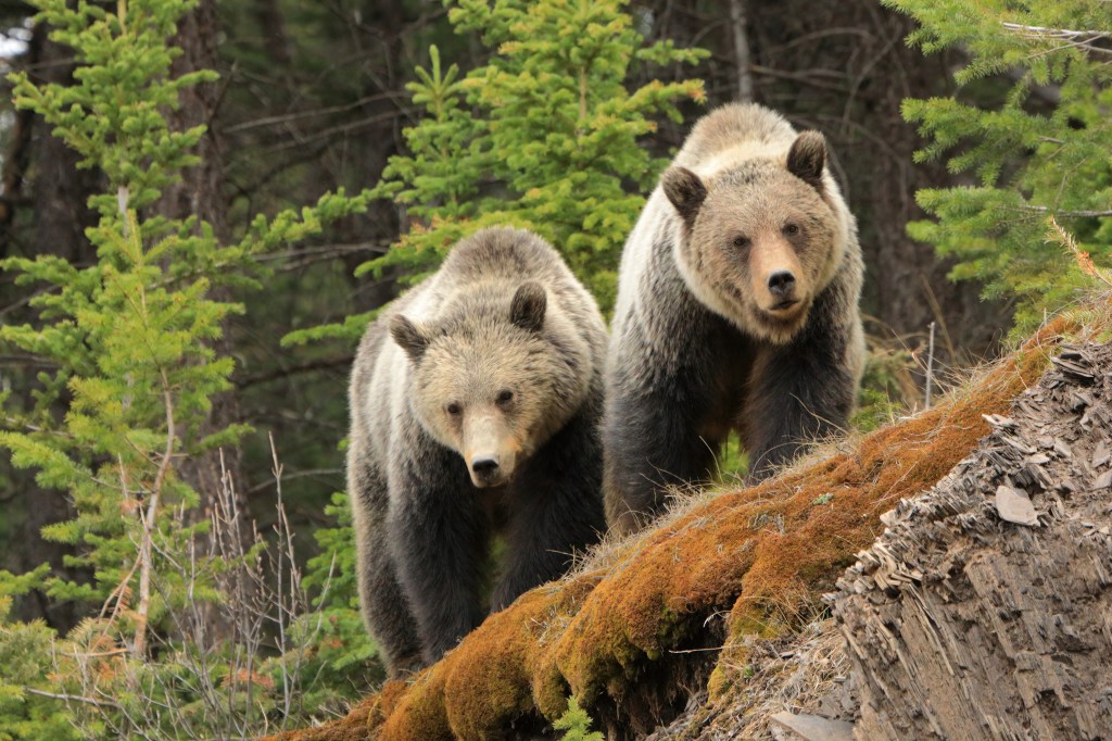 Two grizzly bears standing on a ledge looking at the camera