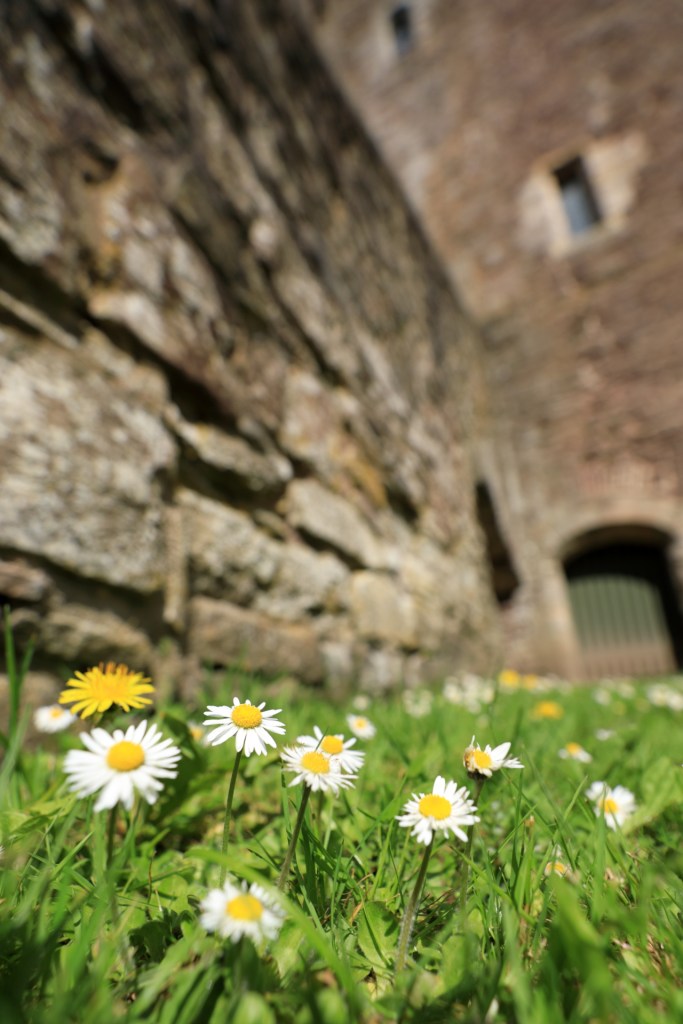Doune castle with flowers low angle