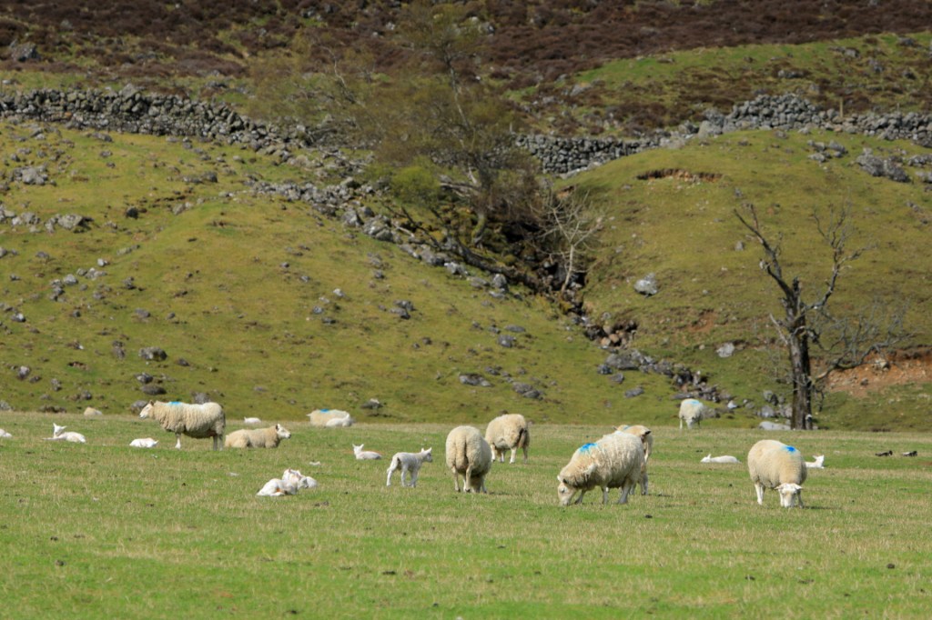 Sheep in field with stone fence background