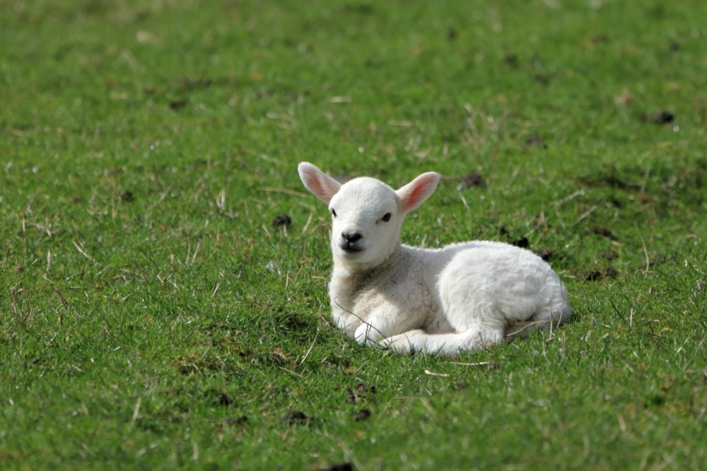 Lamb lying in a grassy field