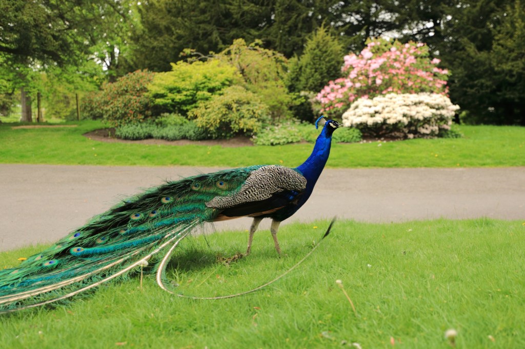 Peacock