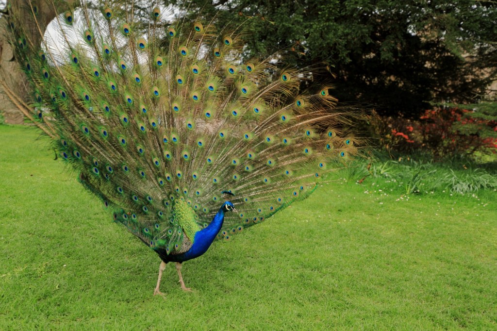Peacock with tail feathers spread open
