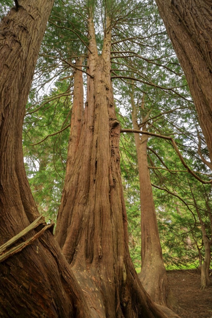 Trees in Scone Palace garden