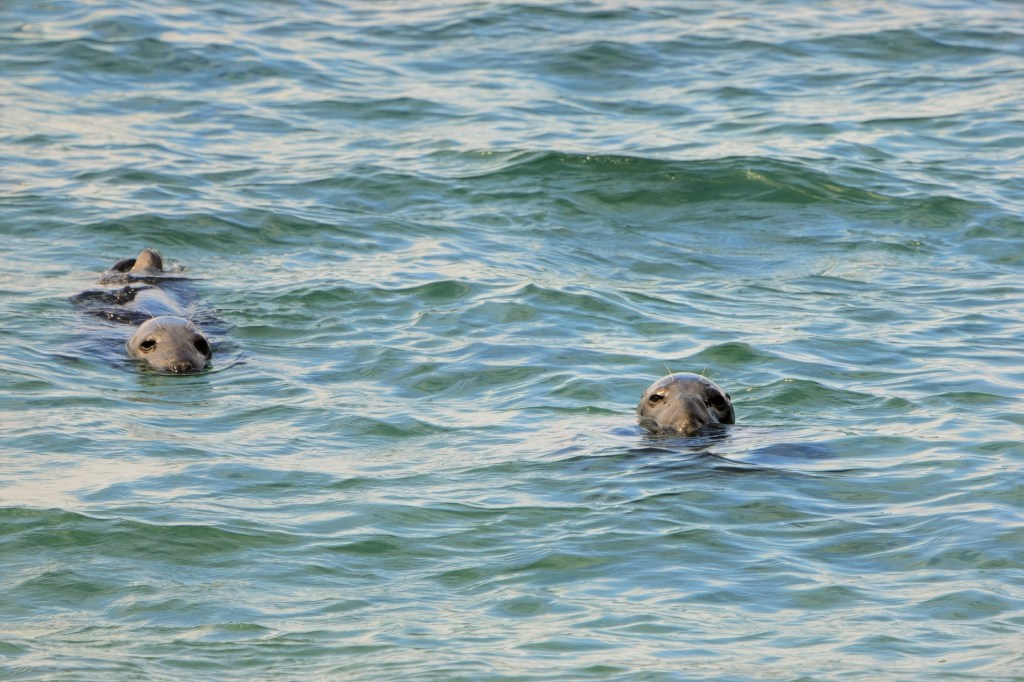 Two seals floating in the ocean