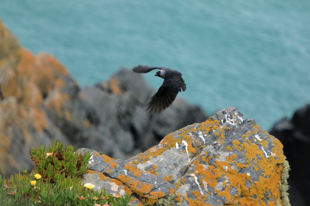 Western Jackdaw in flight, wings blurred