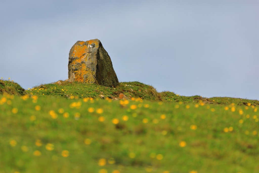 Standing stone in a field of flowers