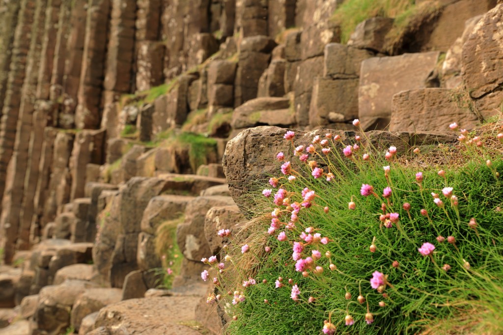 Giant's Causeway pillars with flowers in focus