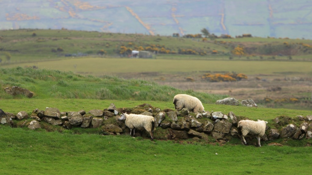 Sheep around a stone wall