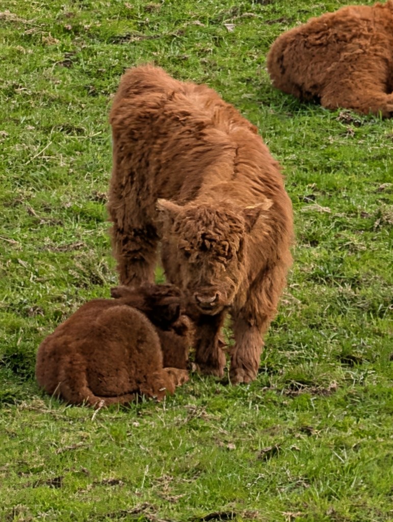 Highland cow calves