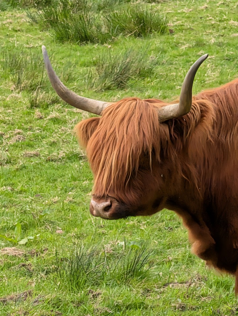 Highland cow profile