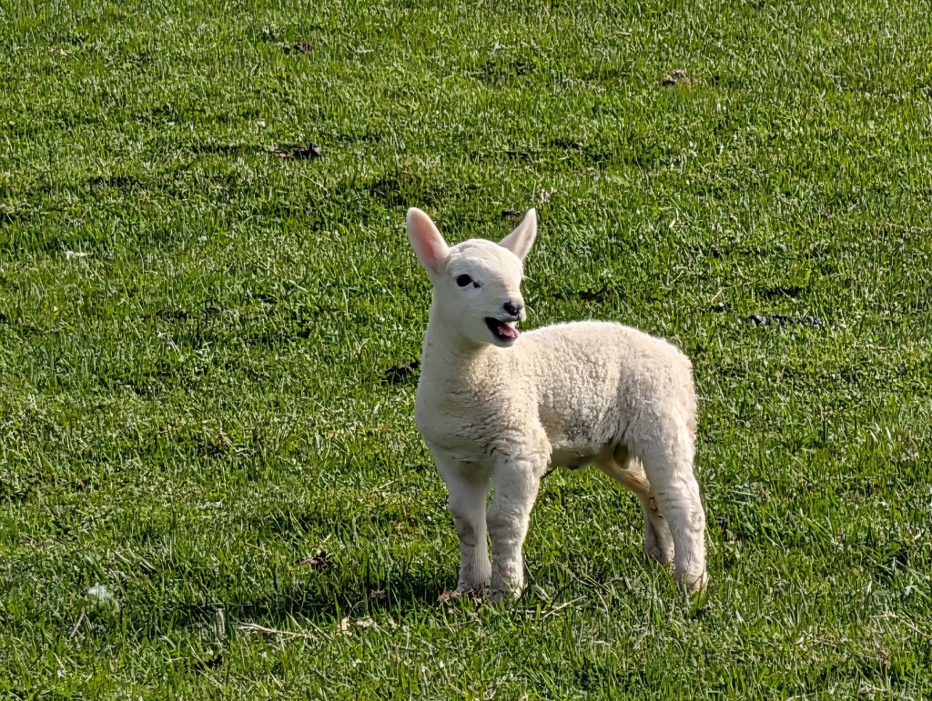Bleating Lamb
